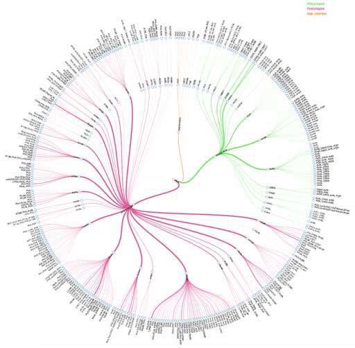 Worm Connectome